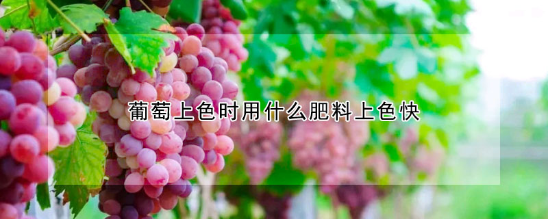 葡萄上色時用什么肥料上色快