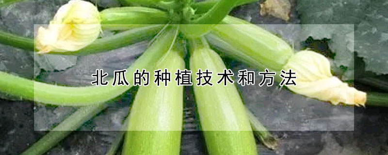 北瓜的種植技術和方法