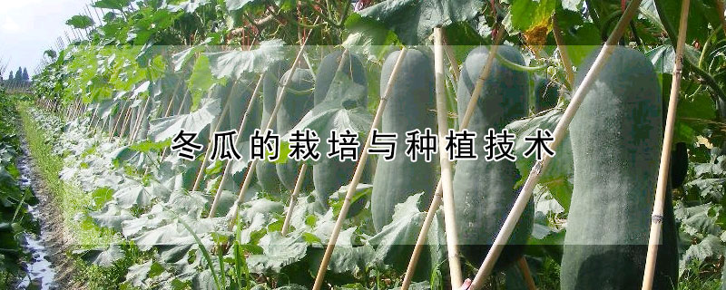 冬瓜的栽培與種植技術(shù)