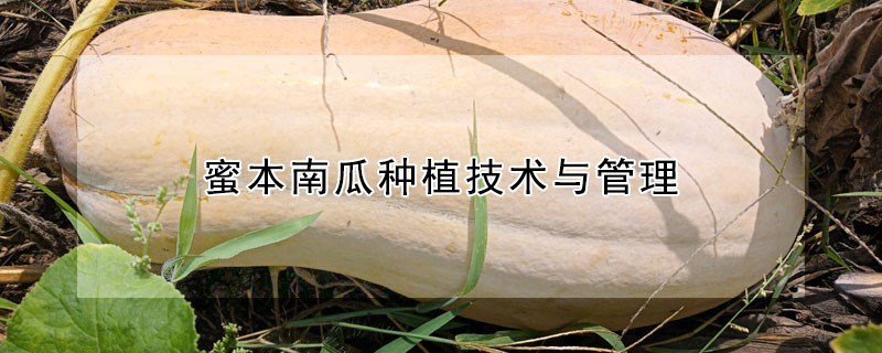 蜜本南瓜種植技術(shù)與管理