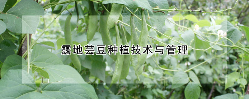 露地蕓豆種植技術與管理