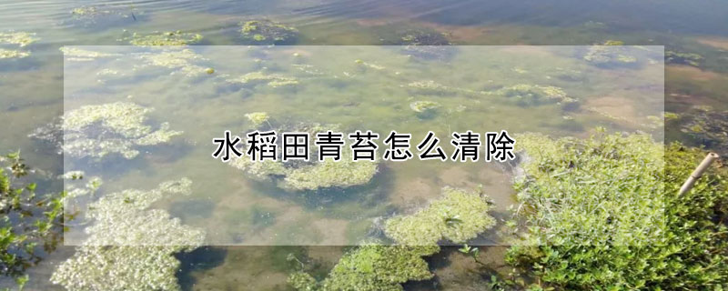 水稻田青苔怎么清除