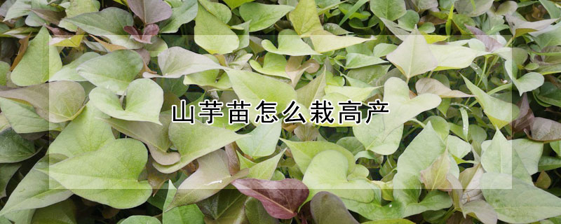 山芋苗怎么栽高產