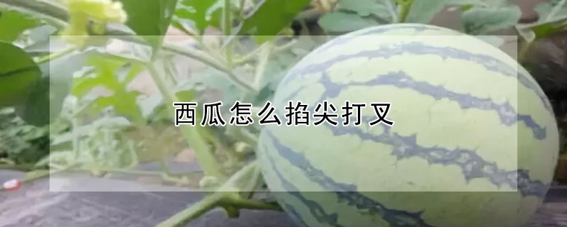 西瓜怎么掐尖打叉