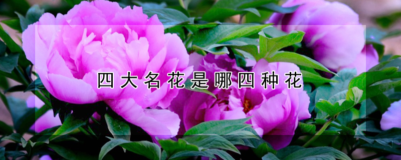 四大名花是哪四種花