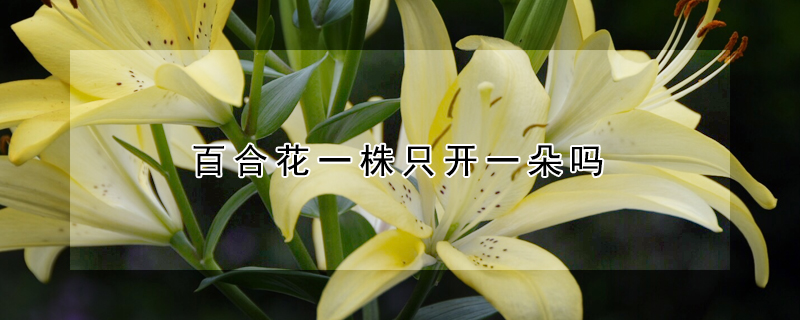 百合花一株只開一朵嗎