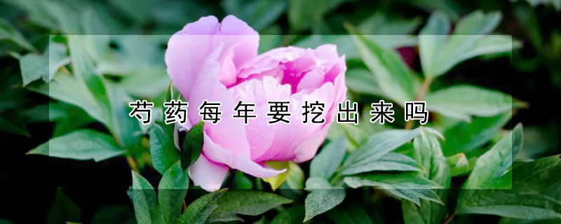 芍藥每年要挖出來(lái)嗎