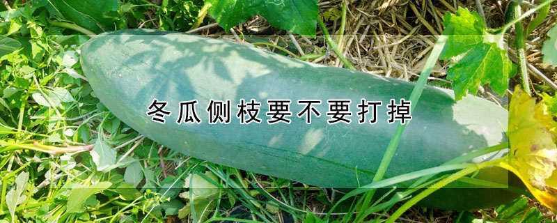 冬瓜側(cè)枝要不要打掉