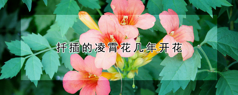 扦插的凌霄花幾年開(kāi)花