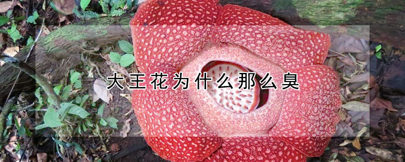 大王花為什么那么臭