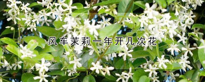 風車茉莉一年開幾次花