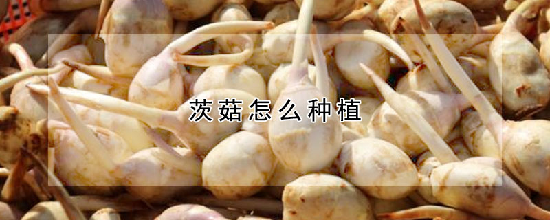 茨菇怎么種植