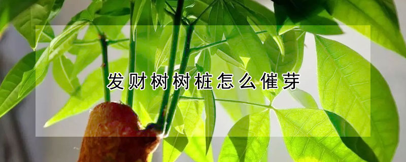 發財樹樹樁怎么催芽