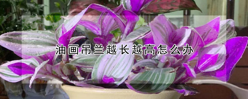 油畫吊蘭越長越高怎么辦