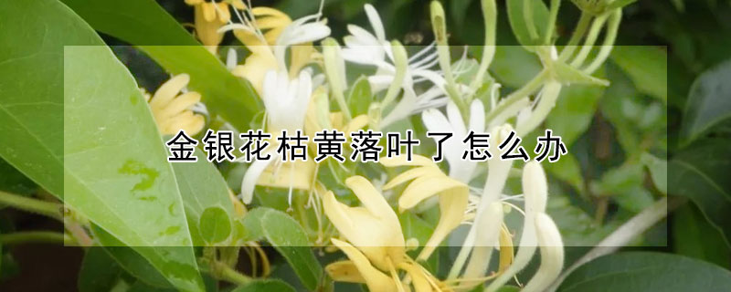 金銀花枯黃落葉了怎么辦