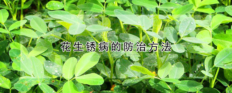 花生銹病的防治方法