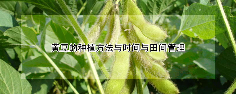 黃豆的種植方法與時(shí)間與田間管理