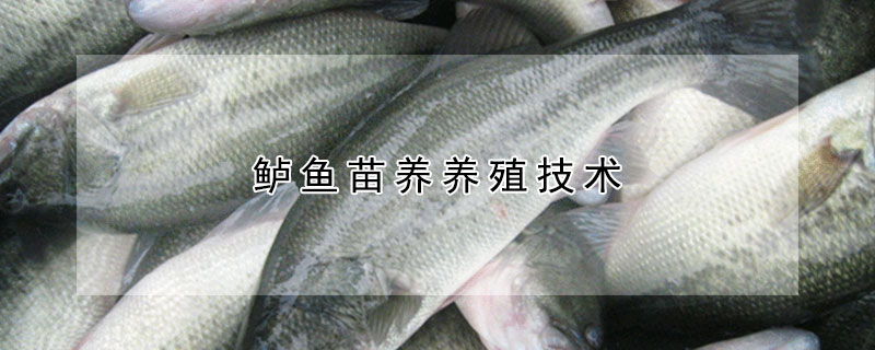 鱸魚苗養養殖技術