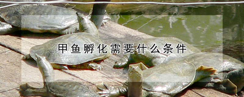 甲魚孵化需要什么條件