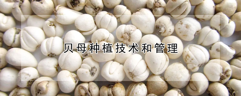 貝母種植技術(shù)和管理