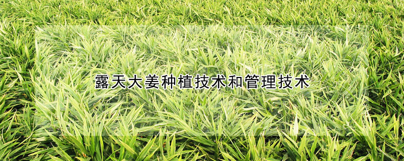 露天大姜種植技術和管理技術