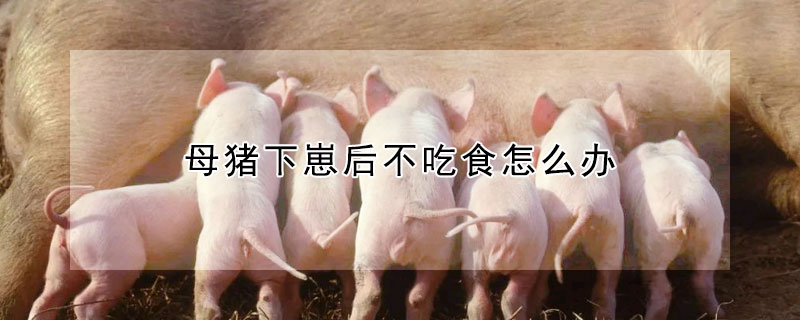 母豬下崽后不吃食怎么辦