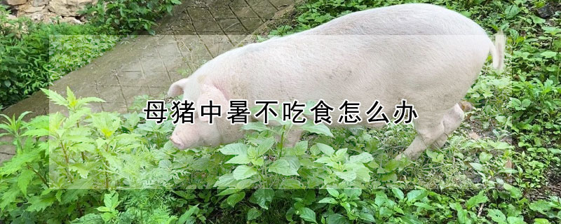 母豬中暑不吃食怎么辦