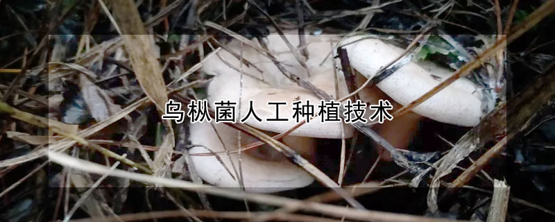 烏樅菌人工種植技術(shù)