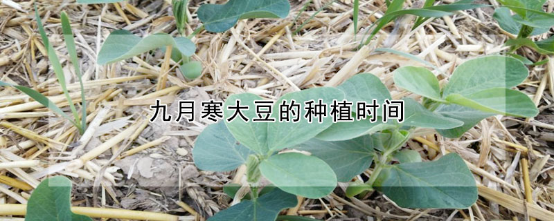 九月寒大豆的種植時間