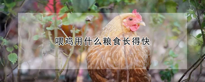 喂雞用什么糧食長(zhǎng)得快