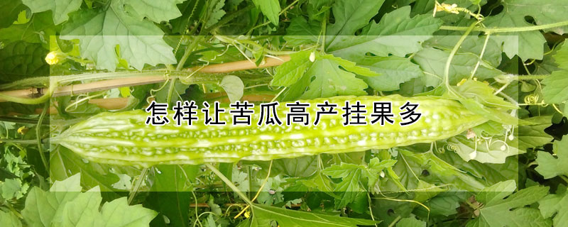 怎樣讓苦瓜高產(chǎn)掛果多