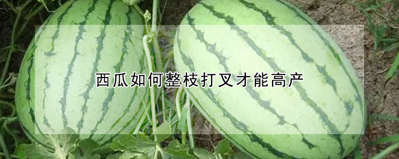 西瓜如何整枝打叉才能高產