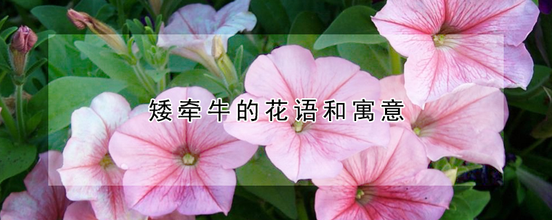 矮牽牛的花語和寓意