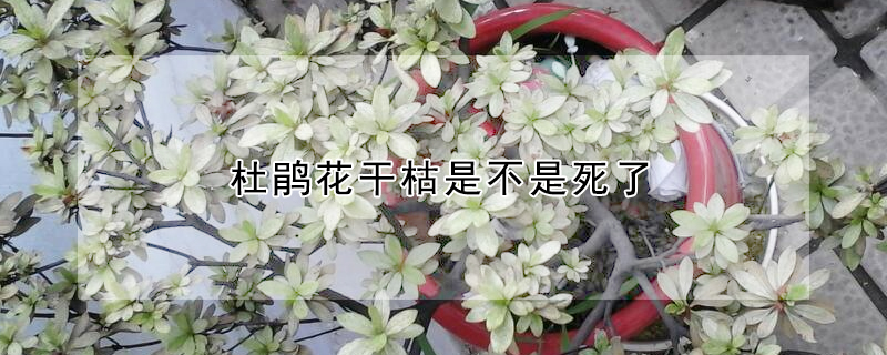 杜鵑花干枯是不是死了