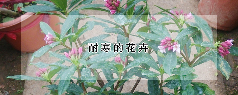 耐寒的花卉