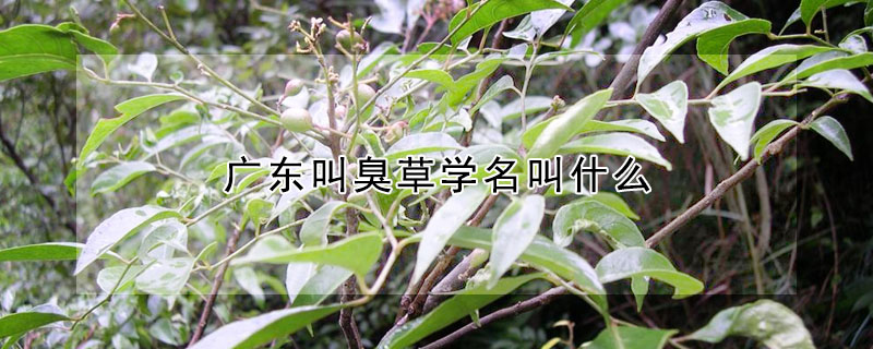 廣東叫臭草學名叫什么