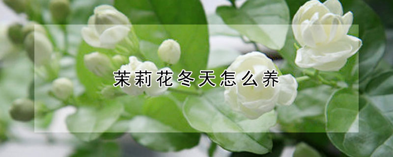 茉莉花冬天怎么養