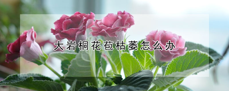 大巖桐花苞枯萎怎么辦