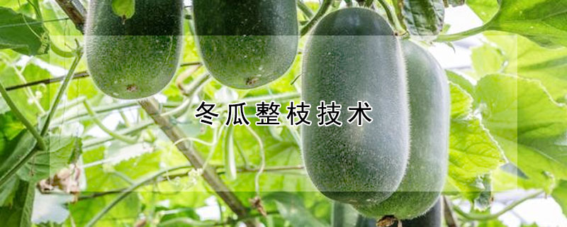 冬瓜整枝技術(shù)