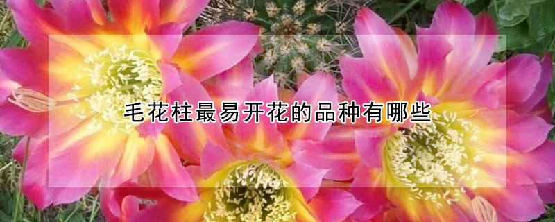 毛花柱最易開花的品種有哪些