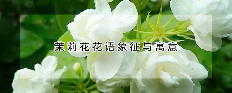 茉莉花花語象征與寓意