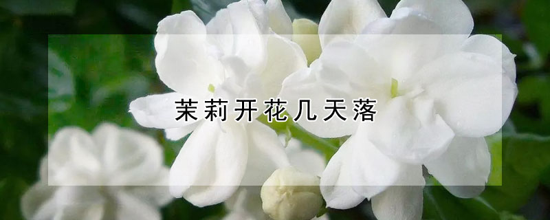 茉莉開花幾天落