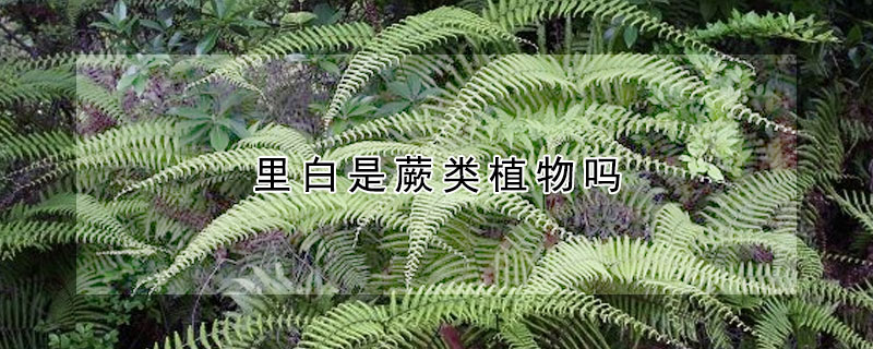 里白是蕨類植物嗎