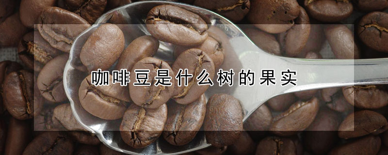 咖啡豆是什么樹的果實