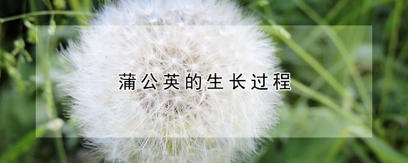 蒲公英的生長(zhǎng)過程