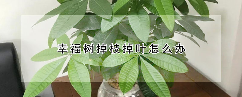 幸福樹掉枝掉葉怎么辦