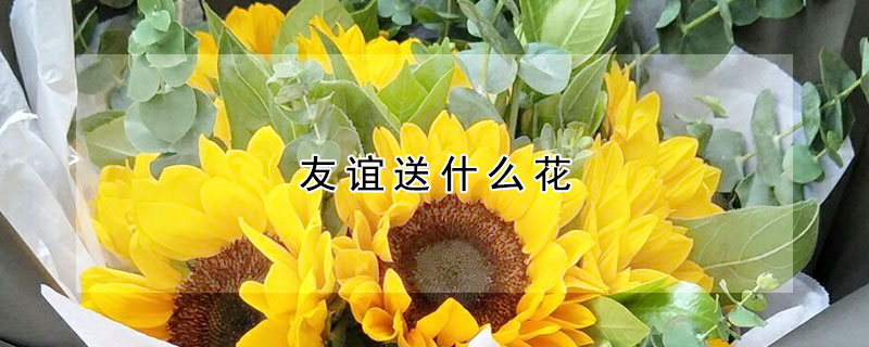 友誼送什么花