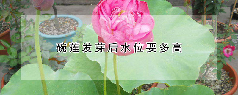 碗蓮發(fā)芽后水位要多高