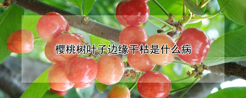 櫻桃樹葉子邊緣干枯是什么病