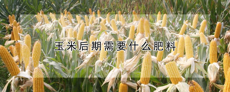 玉米后期需要什么肥料